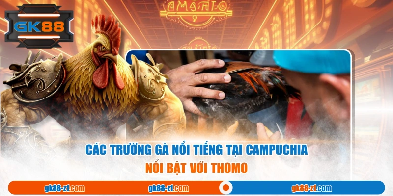 Các trường gà nổi tiếng tại Campuchia nổi bật với Thomo